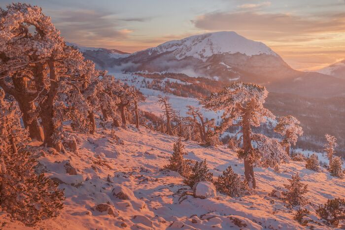 Natural landscape photography capturing a snow-covered mountain slope at pink sunset.