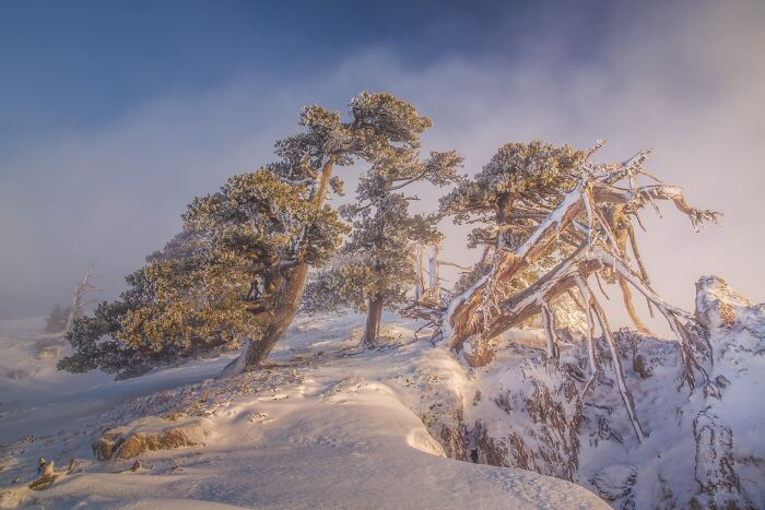 Natural landscape photography featuring frosted pine trees on a snowy mountain ridge.