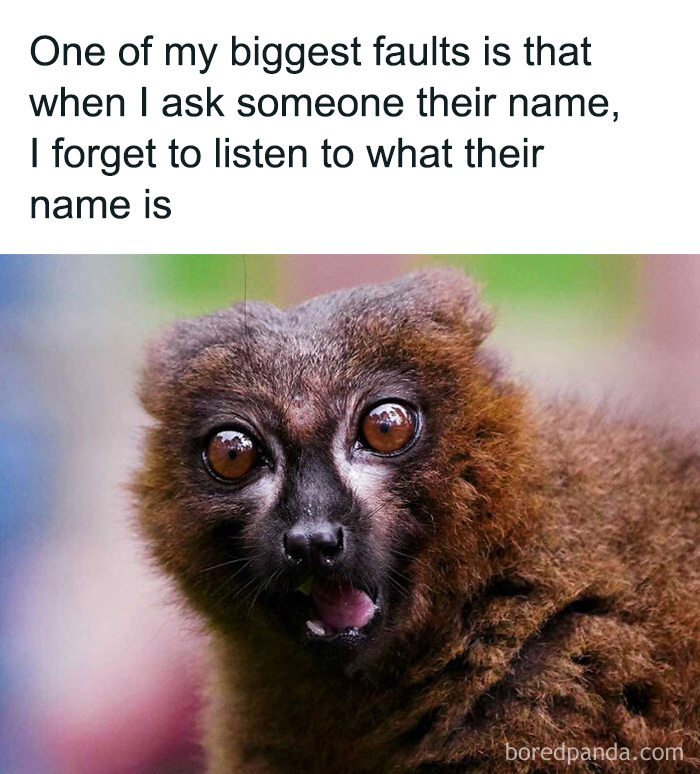 Relatable animal memes display a lemur looking wide-eyed and surprised.