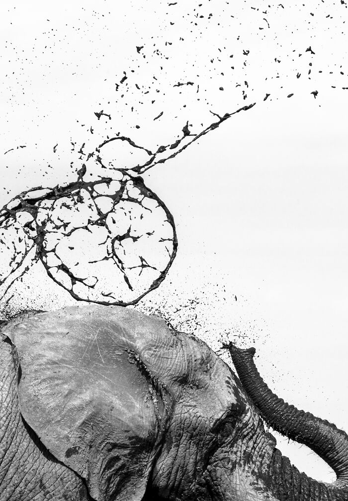 Black and white wildlife photo of an elephant spraying mud over its head