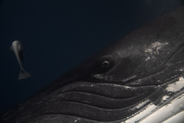 Close up of a whale eye underwater in a breathtaking wildlife photos contest