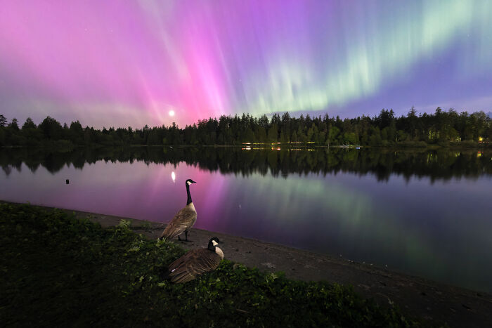 Wildlife photo of two geese resting by a lake under vibrant aurora lights.