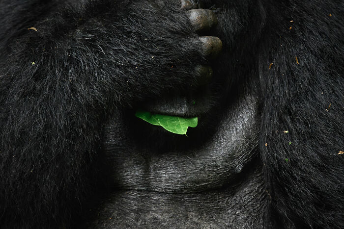 Wildlife photo close-up of a gorilla holding a green leaf near its mouth.
