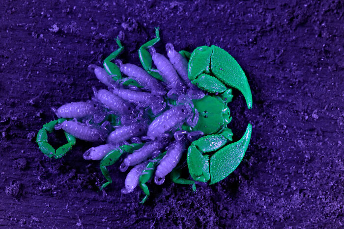 Glowing green scorpion carrying babies under UV light featured in wildlife photos