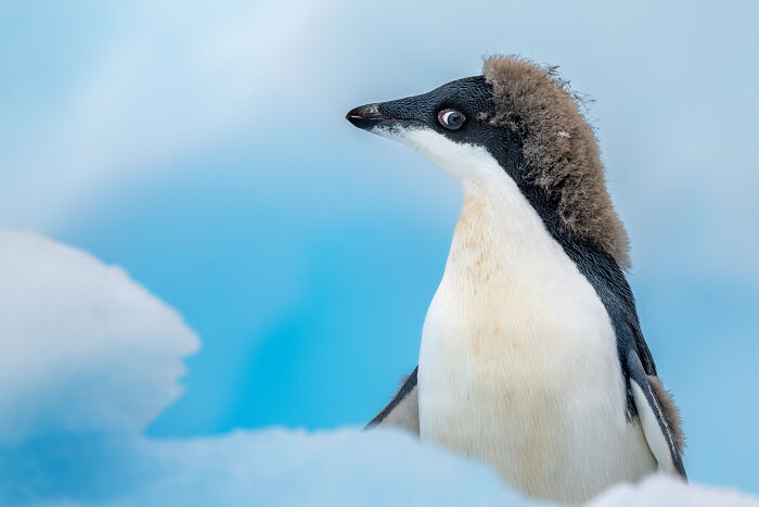Wildlife photo of a penguin molting its feathers against a snowy ice background.