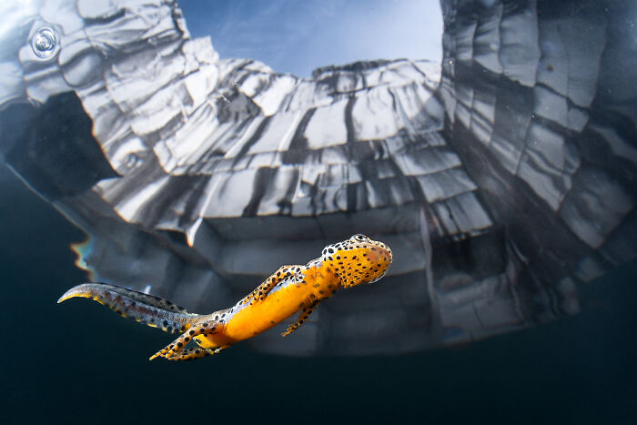 Wildlife photo of a yellow salamander swimming underwater near basalt rock reflections.