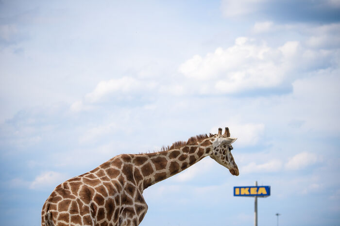 Giraffe standing outdoors near an IKEA sign in award-winning wildlife photos
