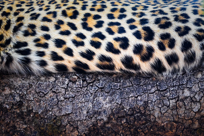 Wildlife photos closeup of spotted leopard fur lying on rough tree bark