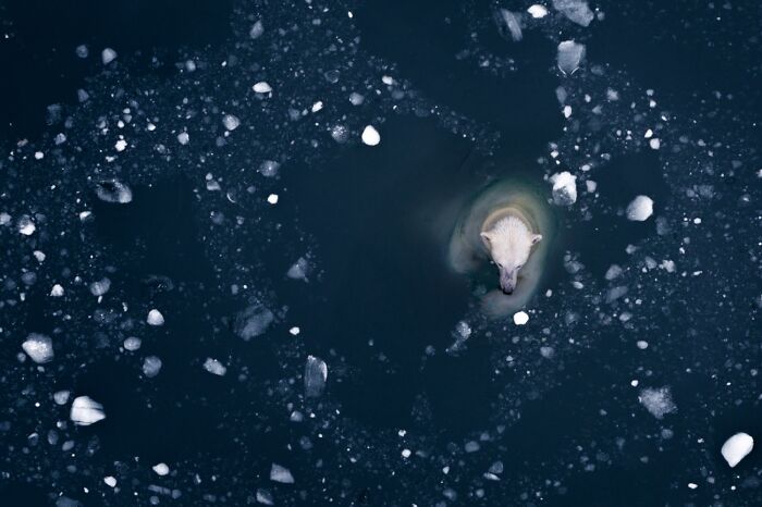 Top-down view of a polar bear in icy dark water, an entry from the Siena Drone Photo Awards.