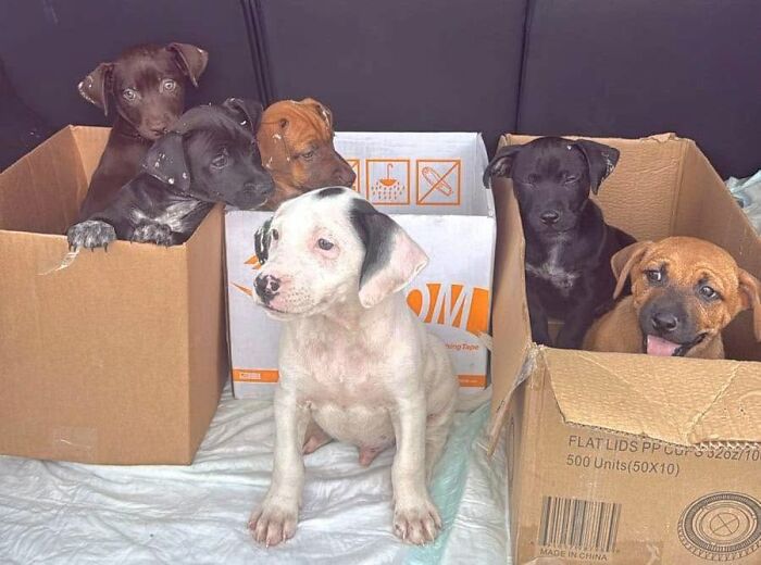 Six adorable abandoned puppies sitting inside cardboard boxes looking curious.