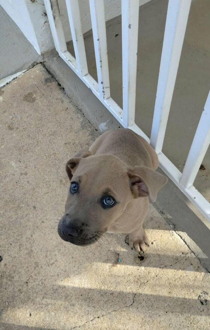 A cute tan puppy with blue eyes rescued by All Sato Rescue looking up from a concrete patio