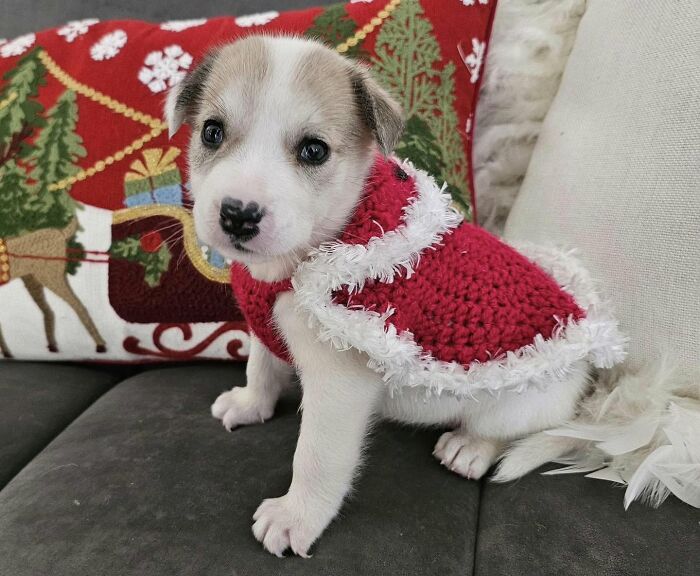 A small puppy rescued by All Sato Rescue wearing a festive red Christmas sweater with white trim