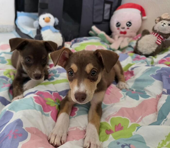 Two small brown and white abandoned puppies resting together on a floral print blanket.