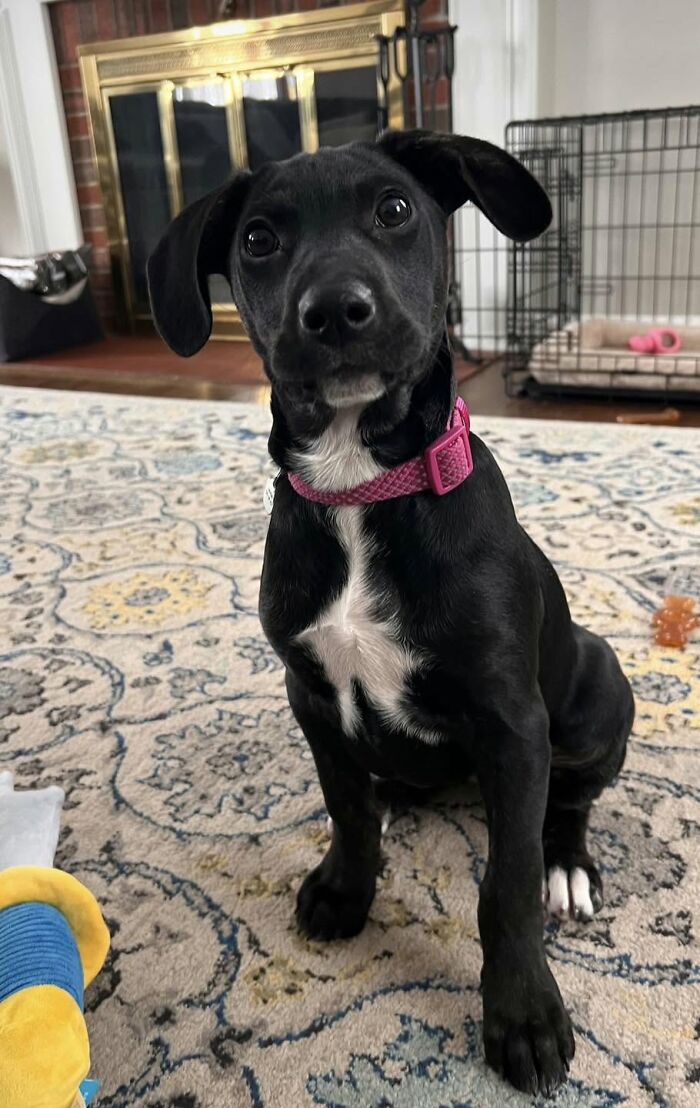 A black puppy with white chest markings and a pink collar, saved by All Sato Rescue, sitting on a rug