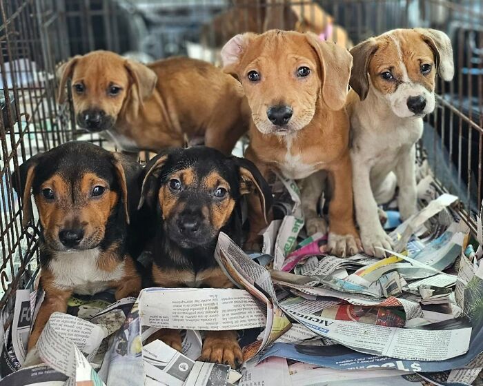 Group of adorable abandoned puppies looking out from a wire crate lined with newspapers.