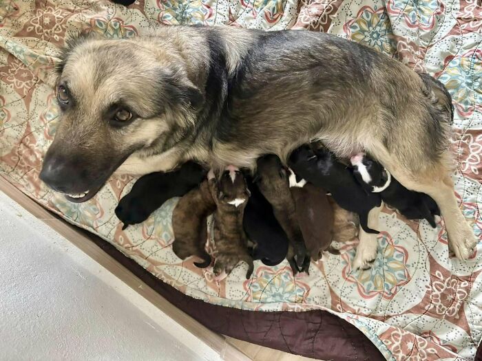A mother dog nursing her newborn abandoned puppies on a colorful patterned blanket.