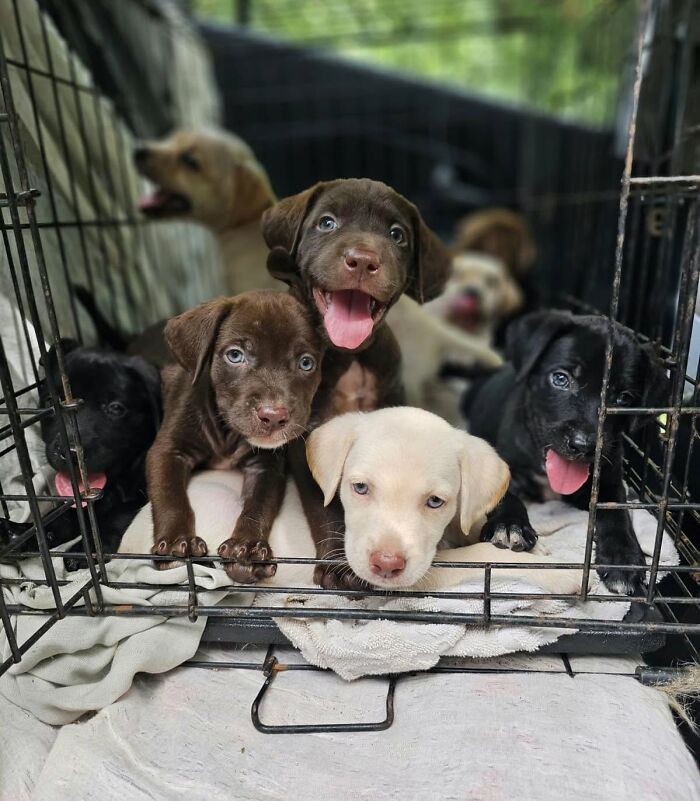 Group of adorable abandoned puppies looking through the bars of a wire crate.