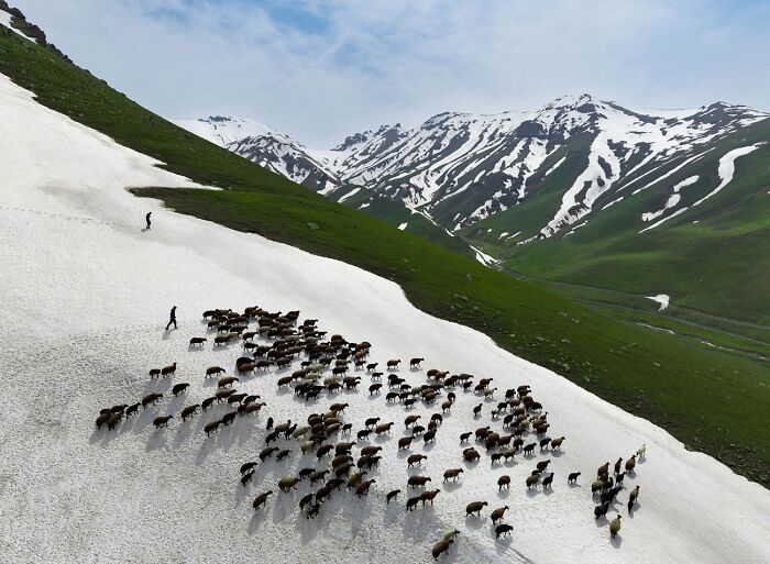 Herd of sheep grazing on snowy mountain slope, featured in 2026 Siena Drone Photo Awards.