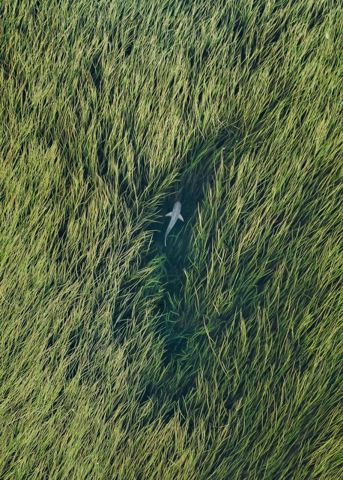 Overhead view of a shark swimming through tall green sea grass, featured in the Siena Drone Photo Awards
