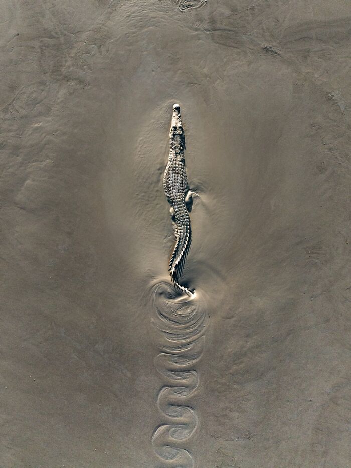 Top-down view of a crocodile swimming through muddy water, entry in the Siena Drone Photo Awards