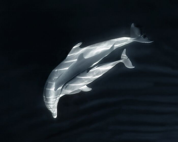 Black and white aerial view of dolphins swimming in dark water, a winning photo from the Siena Drone Photo Awards