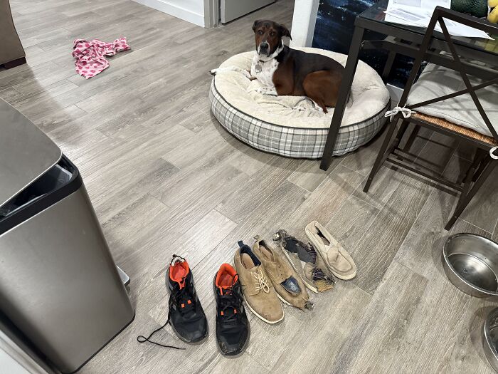 Dog lying on bed with chewed shoes in front showing dog trouble