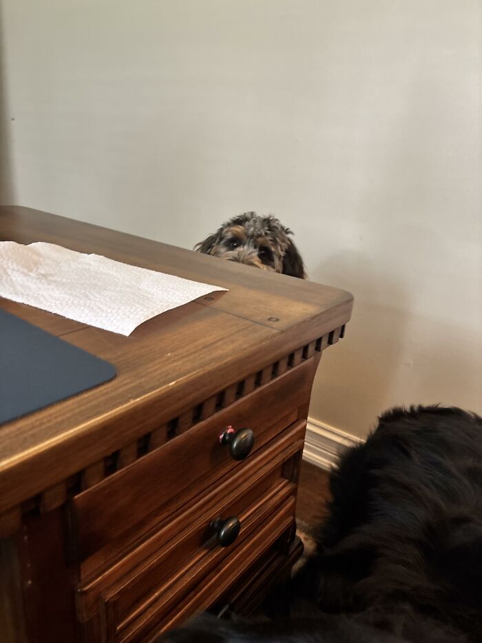 Dog peeking over wooden desk in playful mood