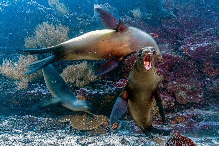 Sea lions interacting actively in colorful underwater habitat wildlife photo