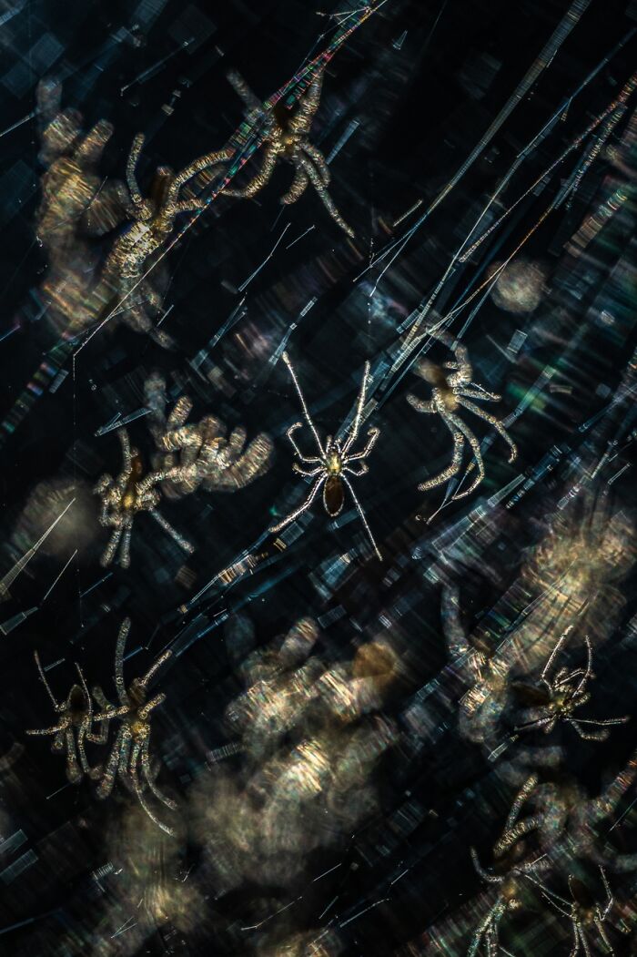 Spiders illuminated on webs creating abstract patterns by Siena International Photo Awards
