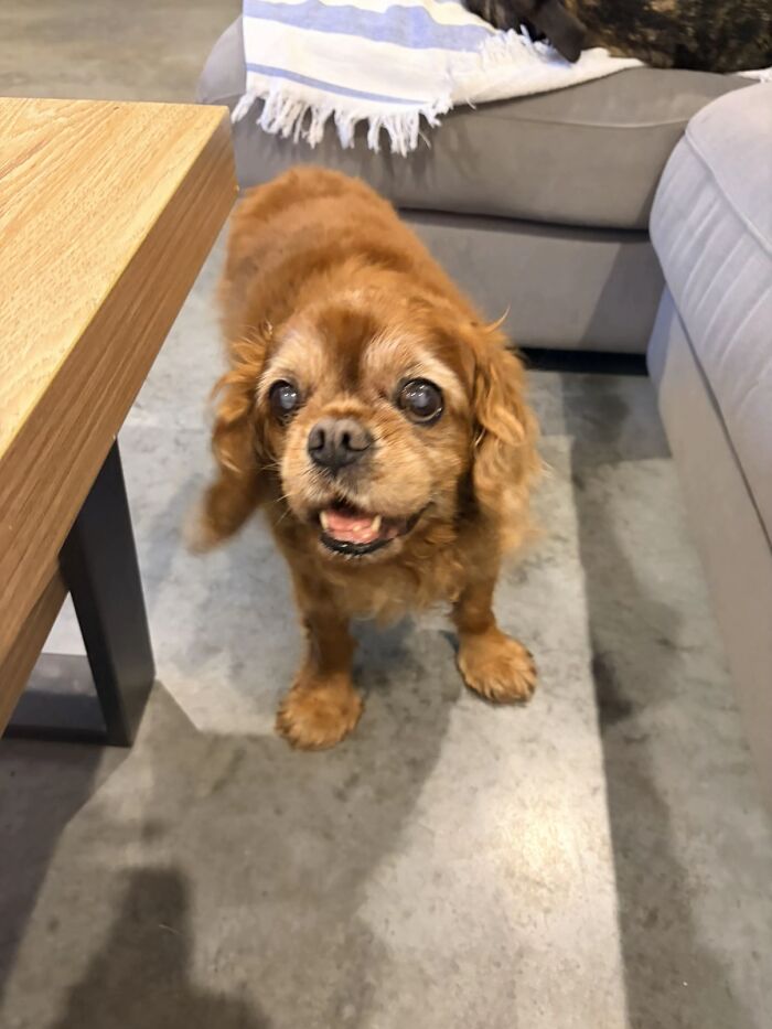 A happy senior brown Cavalier King Charles Spaniel dog, sharing life stories with pets.