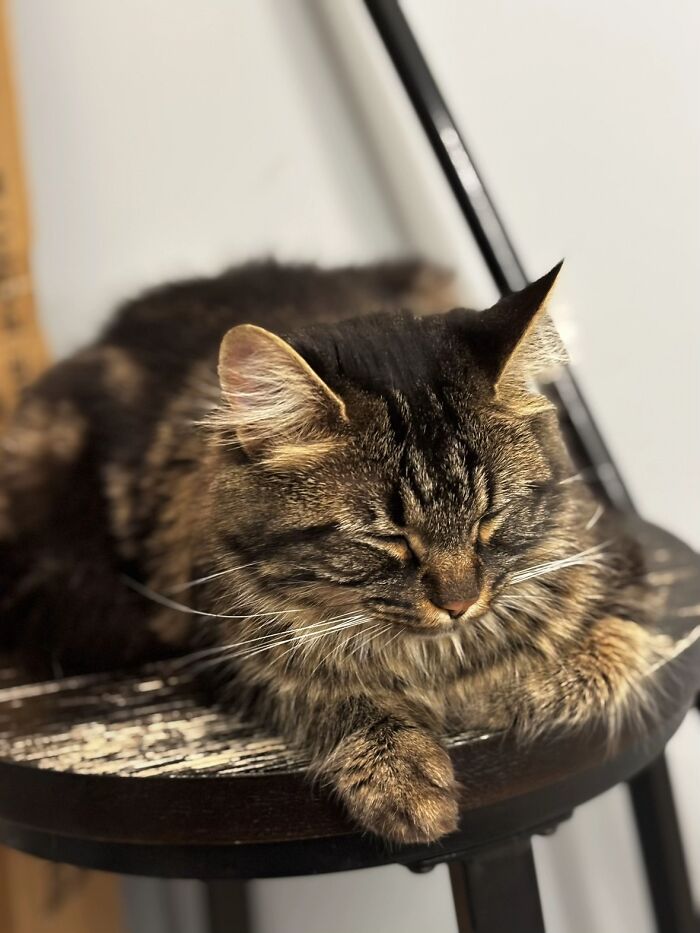 A sleeping fluffy long-haired cat on a stool, highlighting pet life stories.