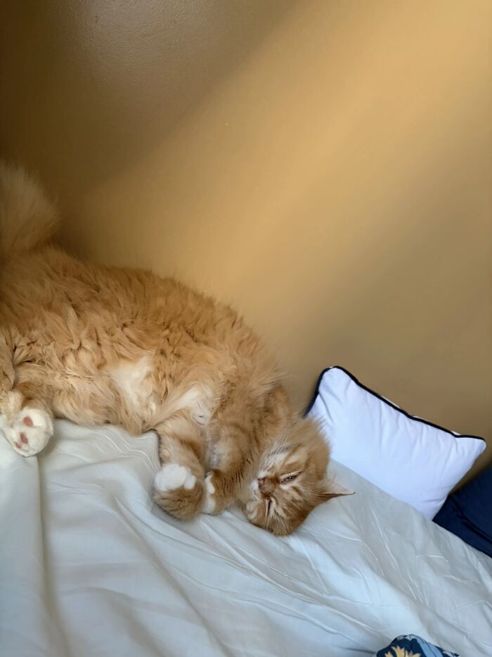 A fluffy orange cat sleeping on a bed, symbolizing life stories with pets.