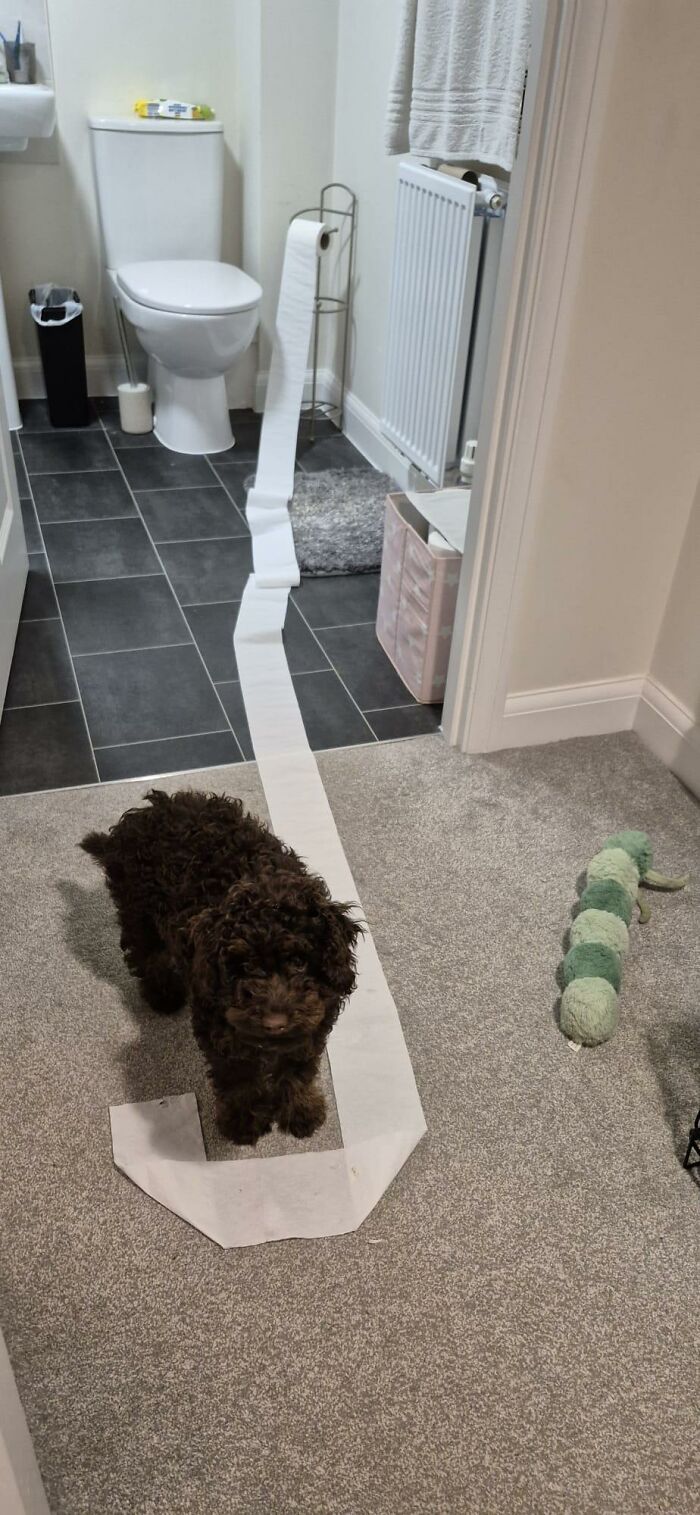 Small black dog standing on carpet with unrolled toilet paper trail in bathroom doorway