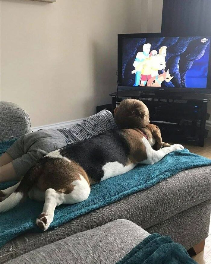 Funny animals, a beagle dog laying on a couch watching Scooby-Doo cartoon with a child