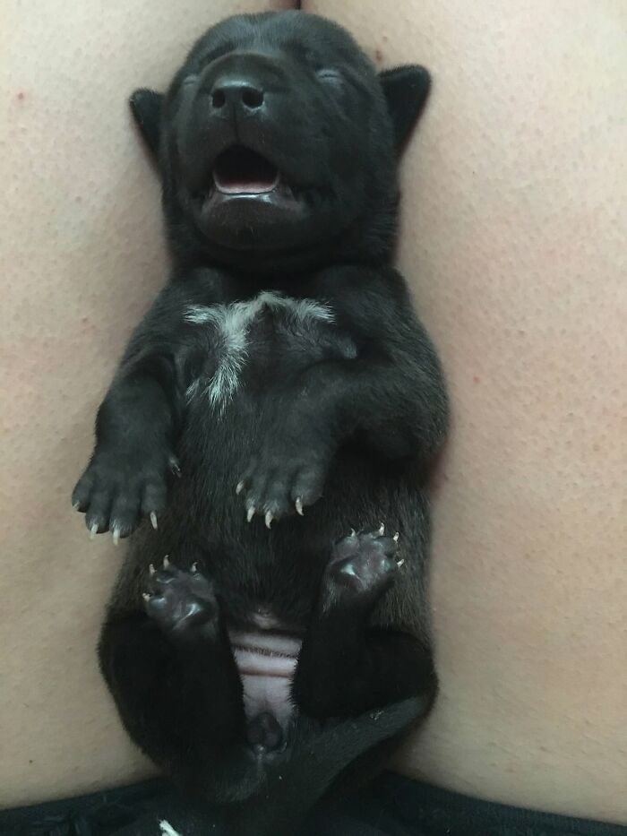 A tiny sleeping puppy lying on its back with paws up.