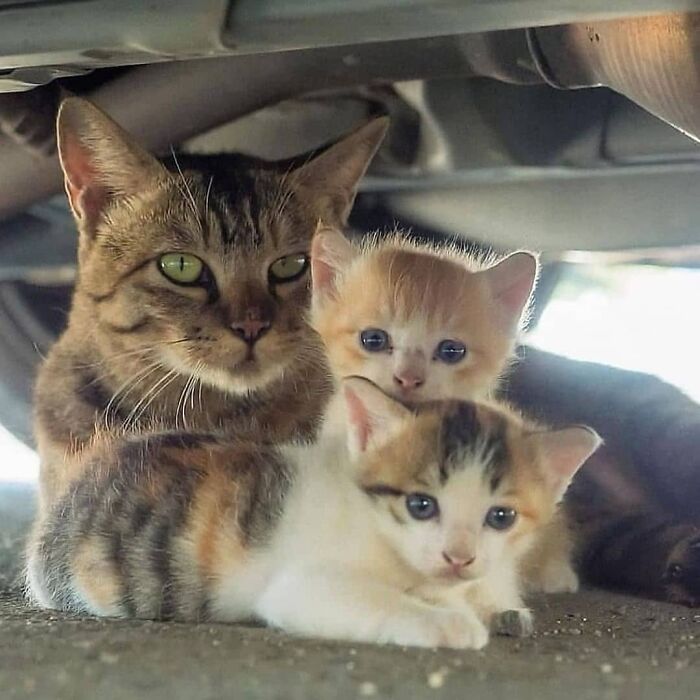21 Heartwarming Photos Of Mama Cats And Their Kittens That Show A Mother’s Love Is Truly Special