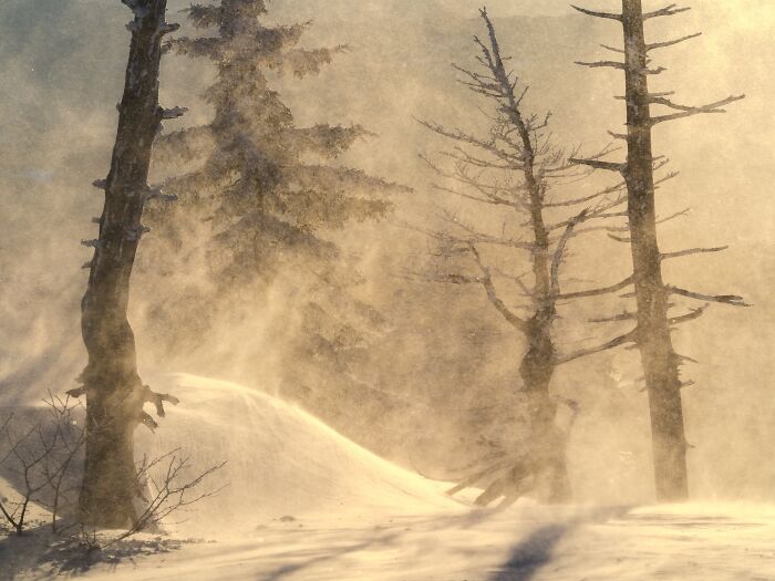 Natural landscape photography of blowing snow around bare trees in golden sunlight.