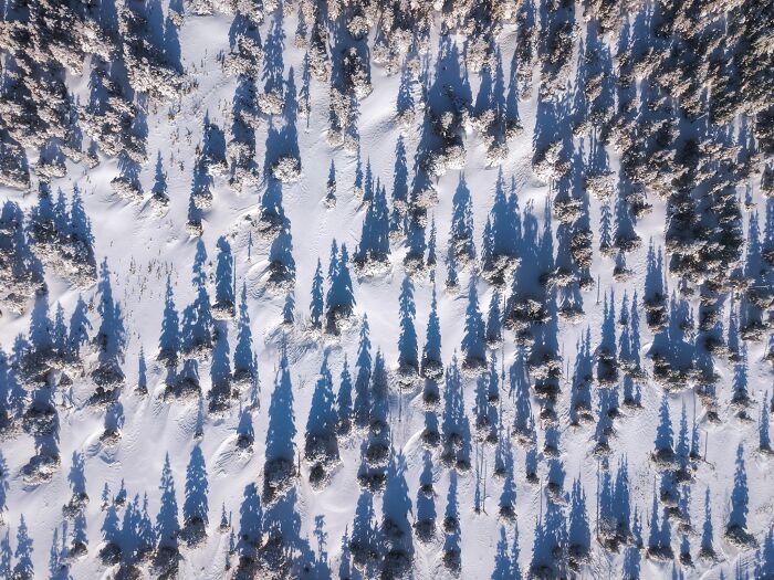 Aerial view of snow-covered pine trees casting long shadows in natural landscape photography.