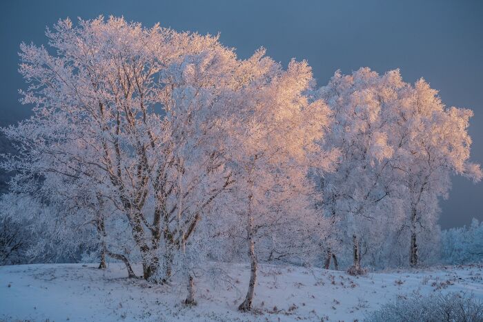 Natural landscape photography of frosted trees bathed in warm golden light.