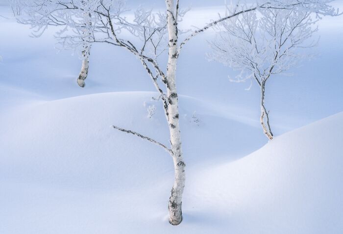 Natural landscape photography capturing frosted birch trees in a snowy field.