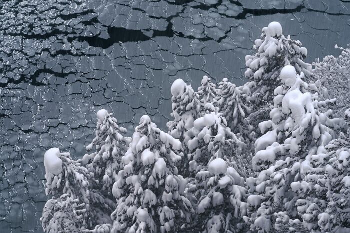 Snow-covered evergreen trees over cracked ice featured in natural landscape photography.