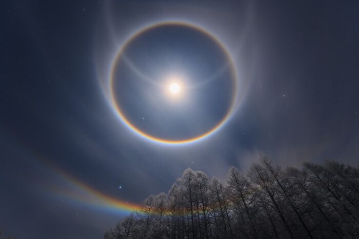 Natural landscape photography of a rare circular solar halo optical phenomenon over a snowy pine forest at night.
