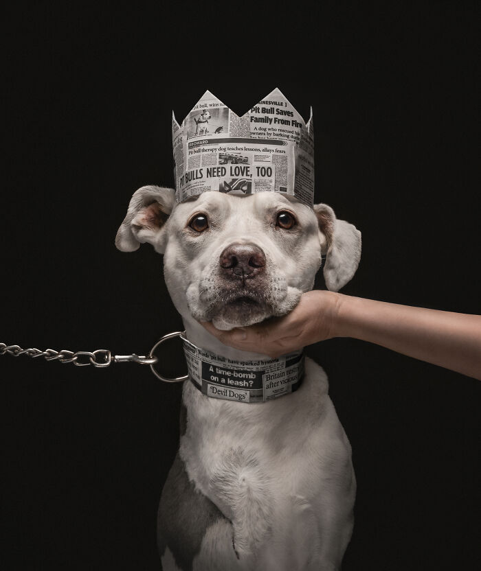 A white pit bull wearing a newspaper crown in an entry from the Dog Photography Awards