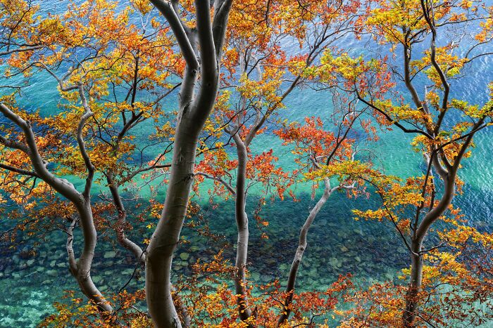 Vibrant autumn trees over clear blue waters, featured in Natural Landscape Photography Awards entry