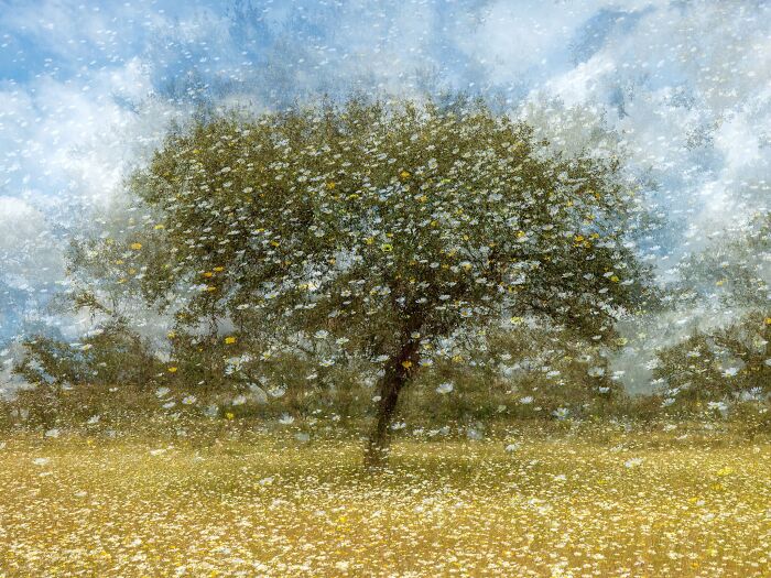 Dreamy landscape photography of a blooming tree in a field for Natural Landscape Photography Awards