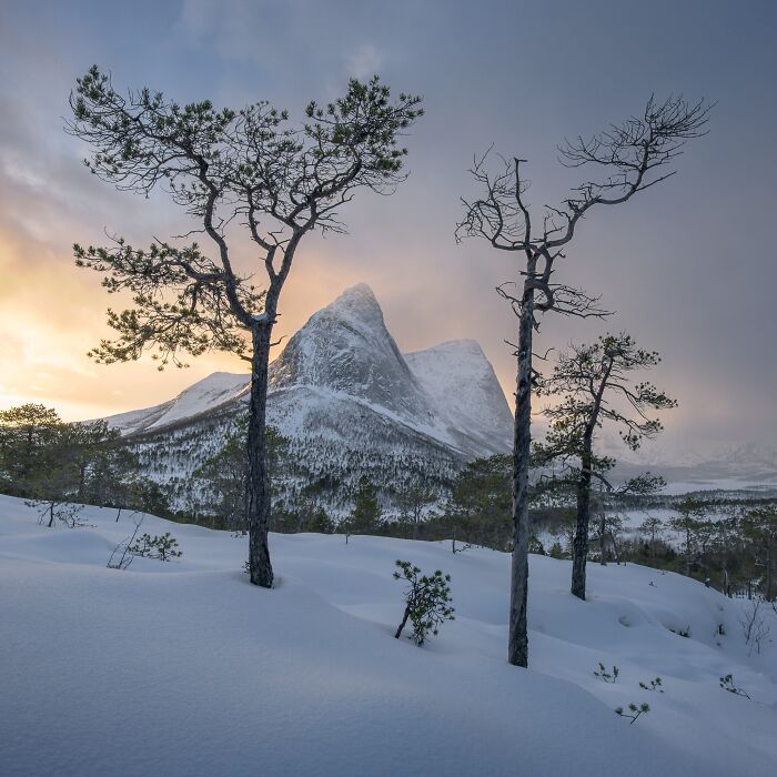Snowy mountain peak framed by slender trees, exemplary natural landscape photography