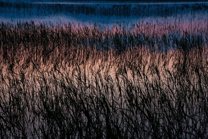 Natural landscape photography of silhouettes of reeds rising from calm water reflecting twilight sky colors.