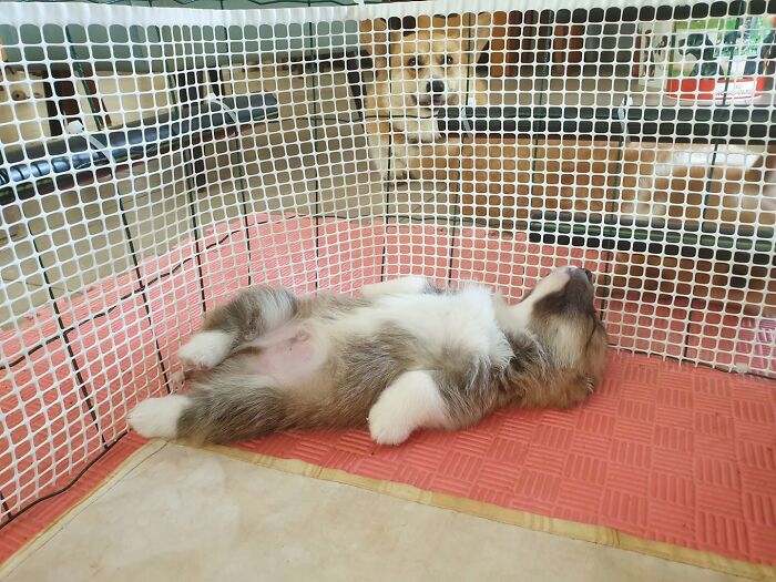 Adorable corgi sleeping puppy lying on its back inside a playpen area