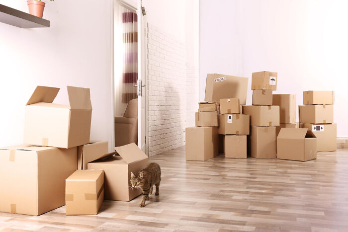Cat walking among packed cardboard boxes during a move, representing life changes in divorce stories.
