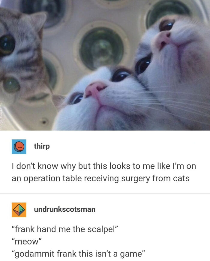 Close up of cats' faces resembling surgery scene in old-school cat meme